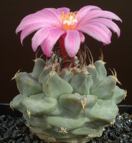 Turbinicarpus_alonsoi